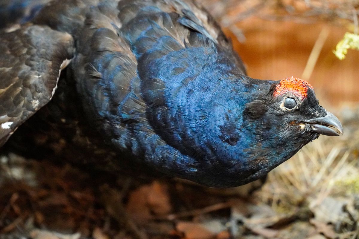 Житомирский музей природы