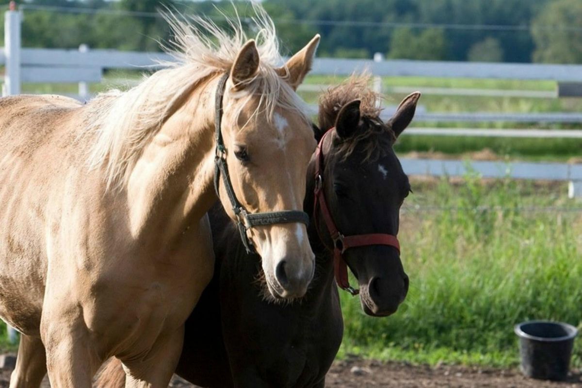 Конный хутор Мятта