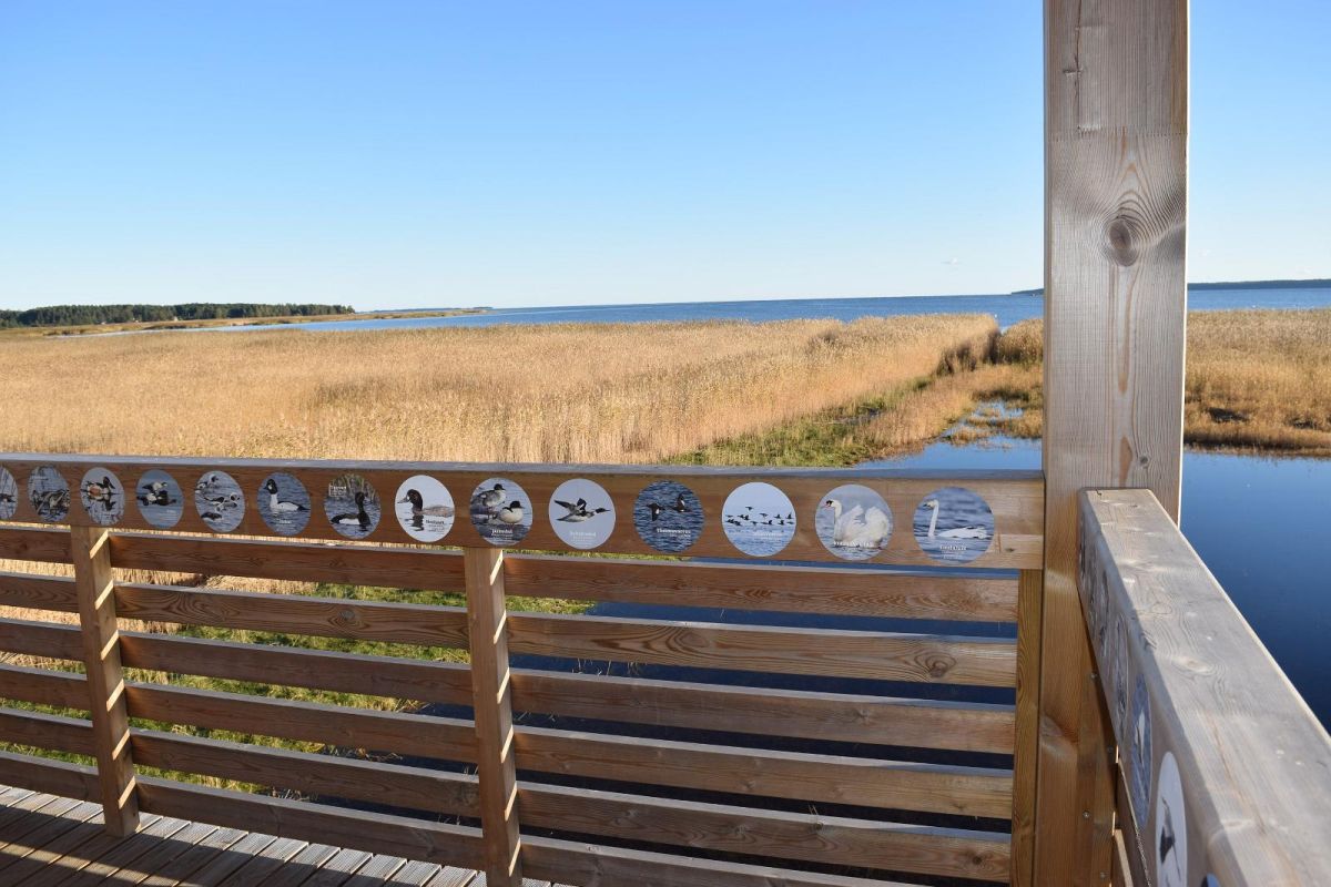 Башня для наблюдения за птицами в Вихасоо