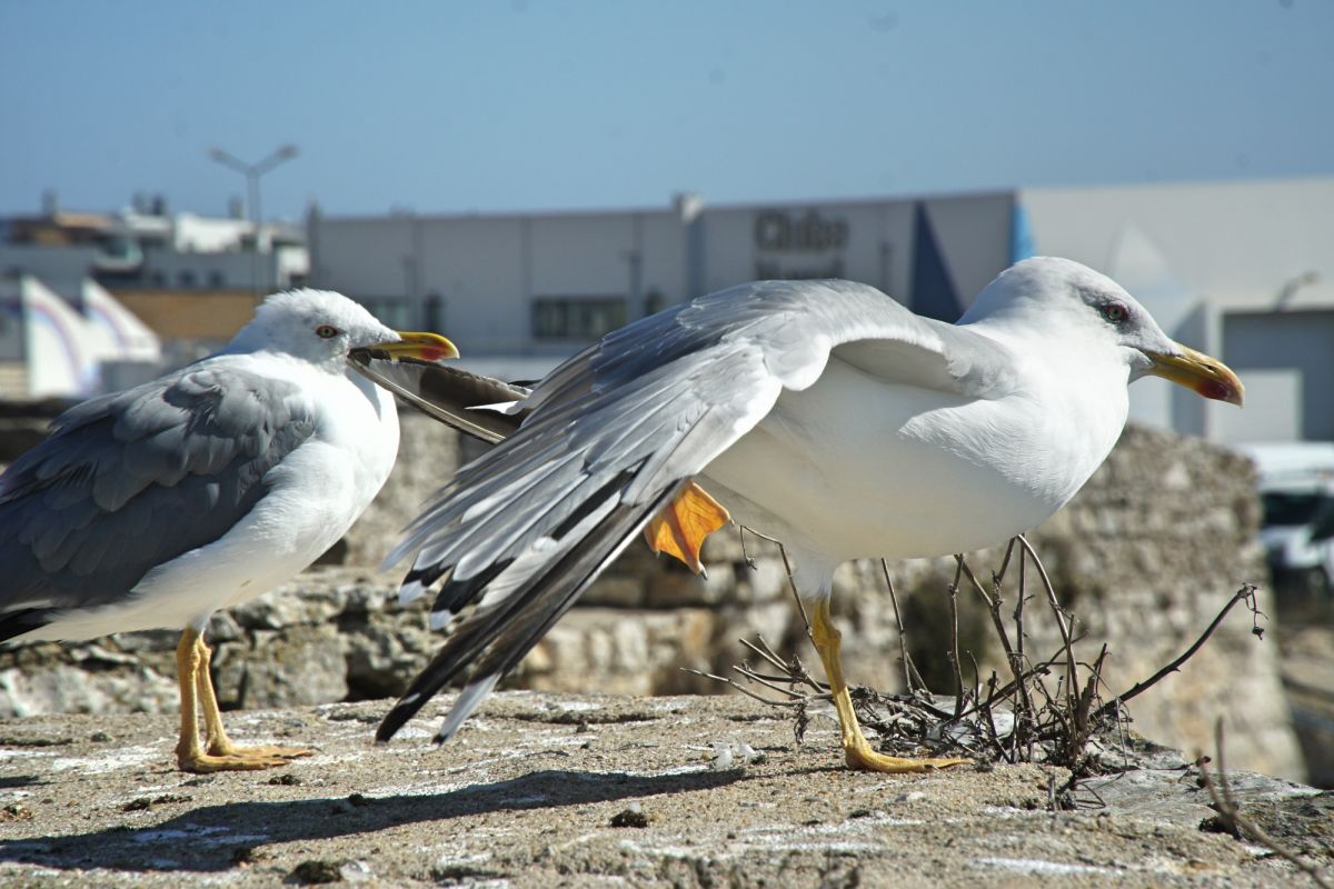 Крепость Пениши