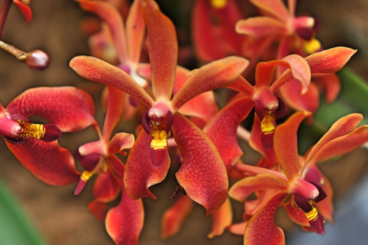 Национальный сад орхидей Сингапура