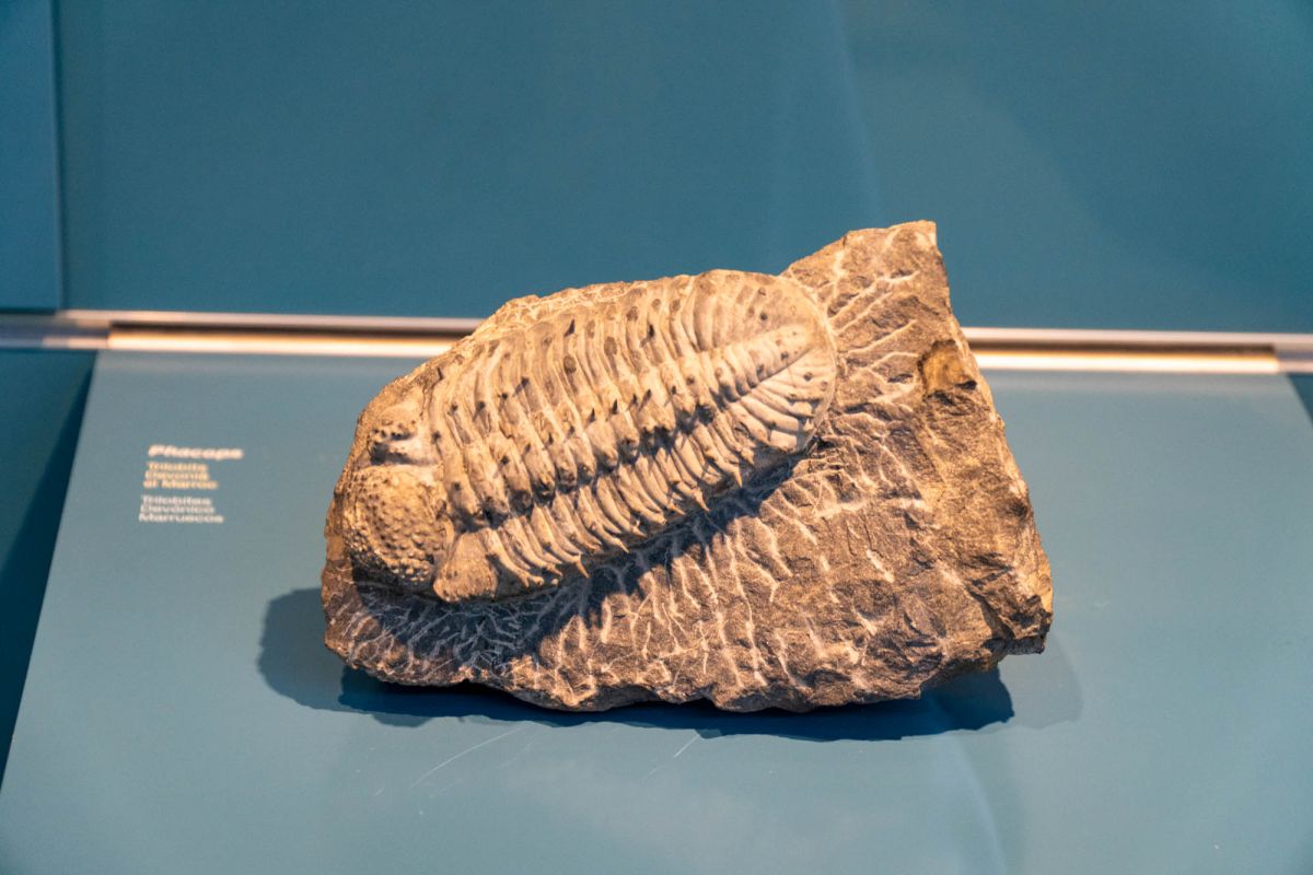 Музей естественных наук