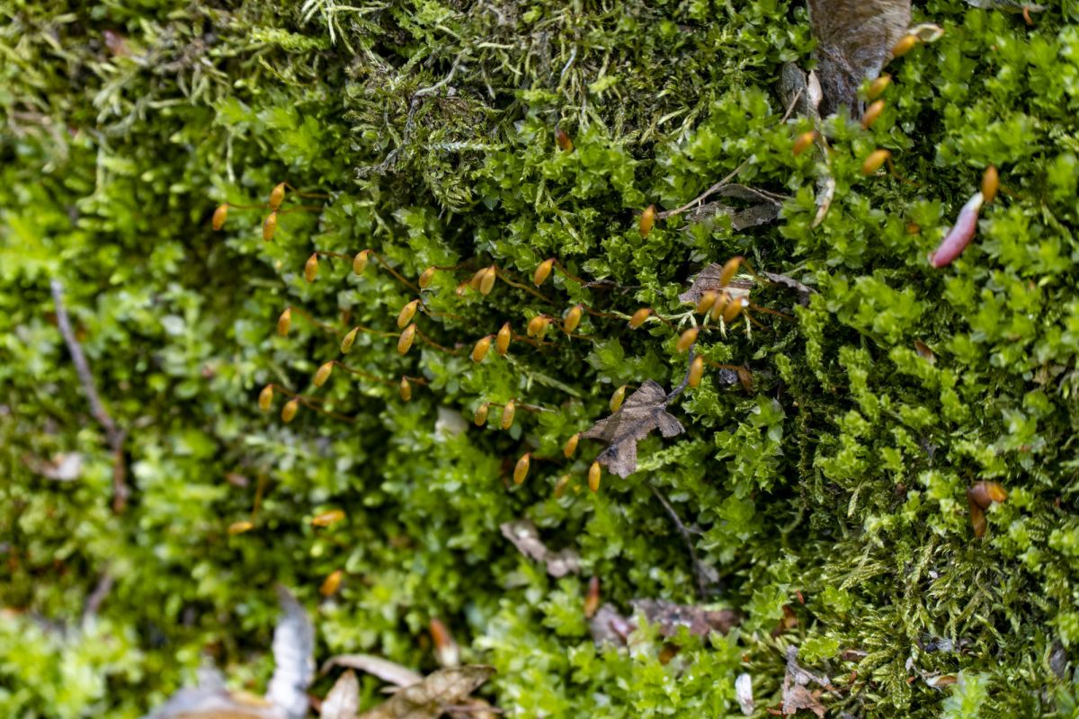 Пешеходный маршрут по южной стороне Тетерева