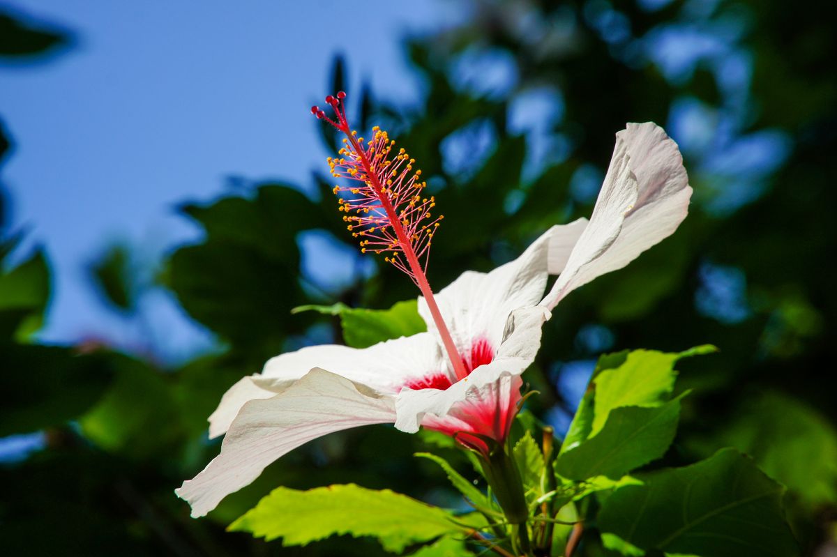 Ботанический сад Лиссабона