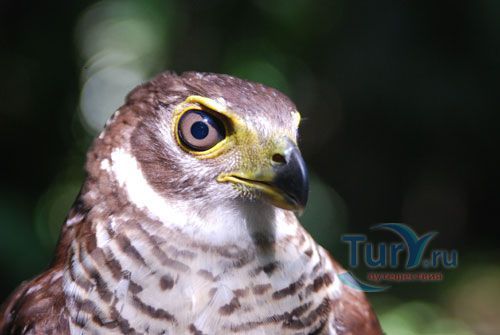Заповедник Бладен (Bladen Nature Reserve)