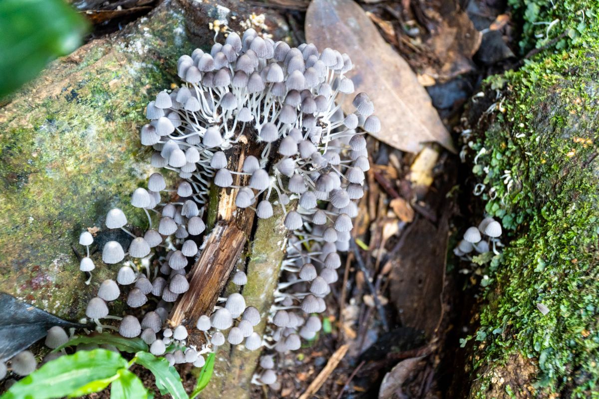 Салази Трейл