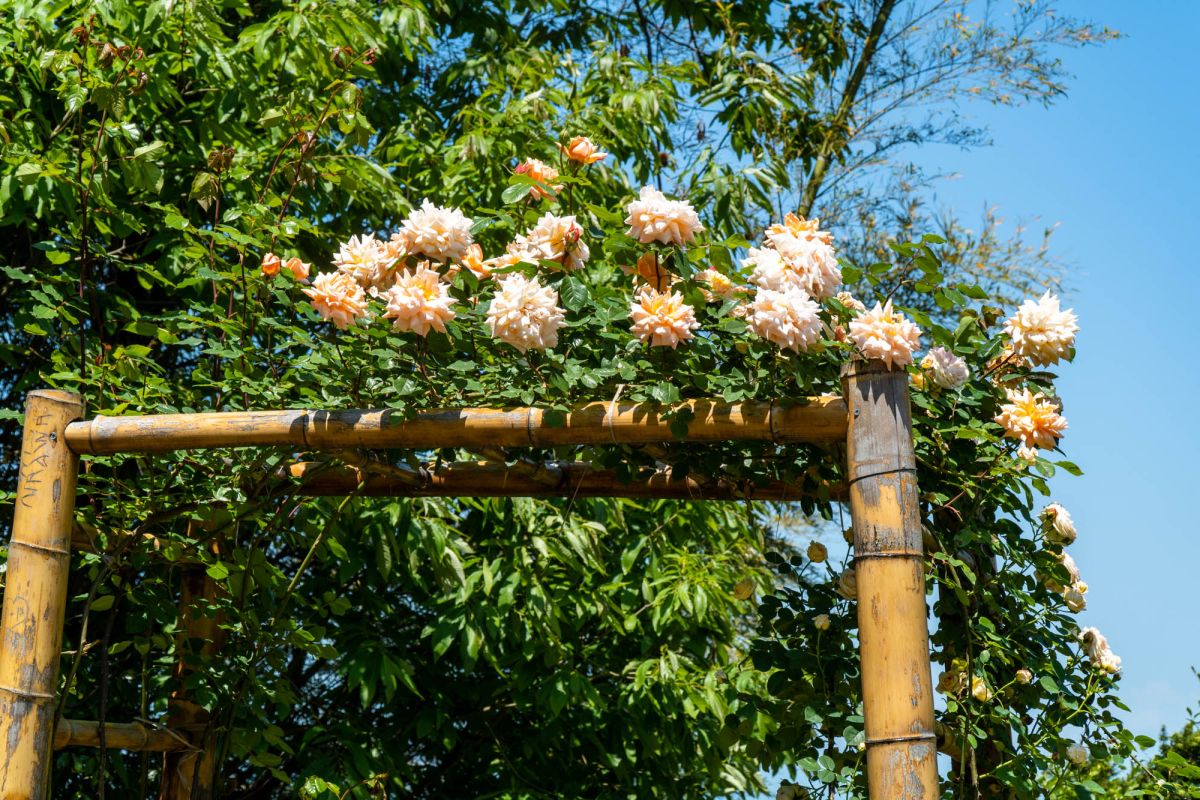 Батумский ботанический сад