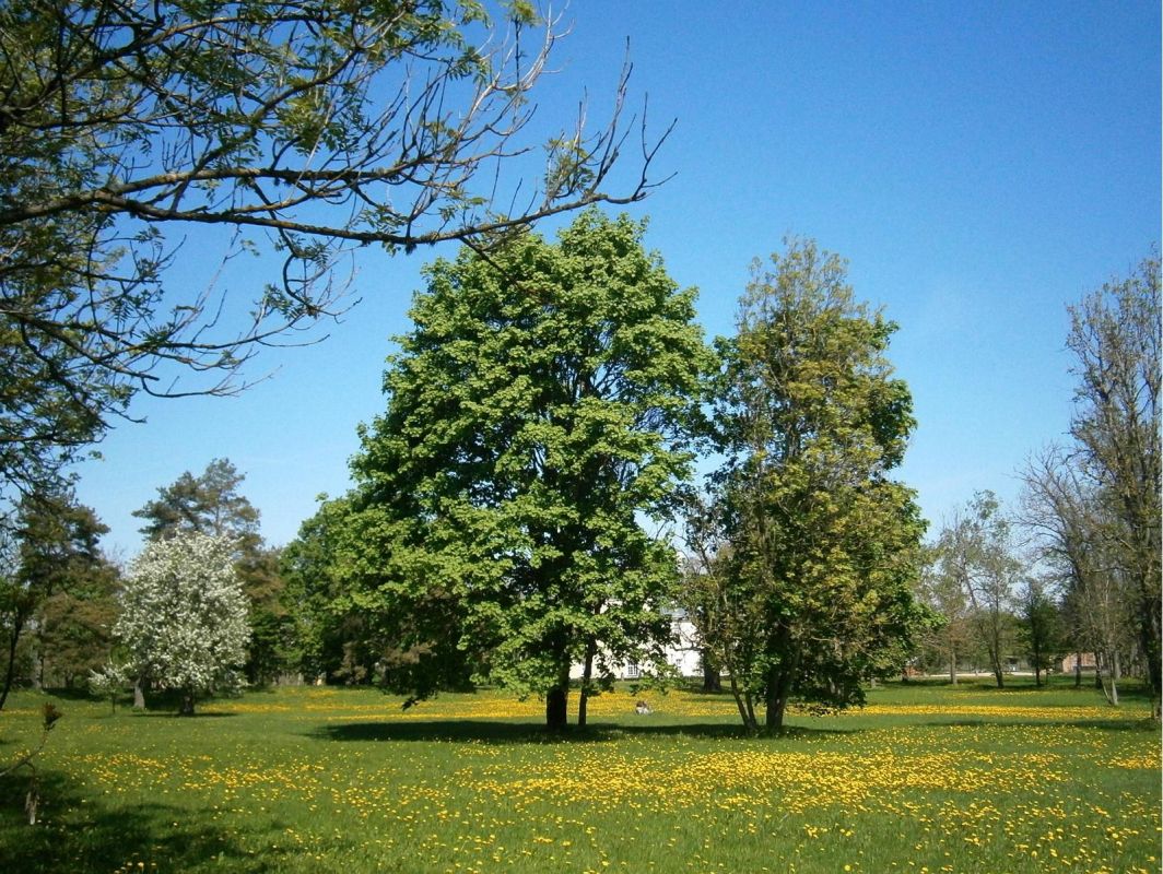 Усадебный парк Ууэмыйза