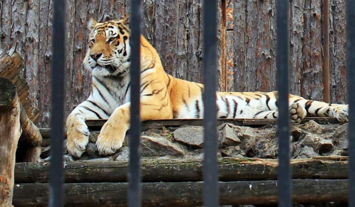 Приамурский зоосад имени В.П. Сысоева
