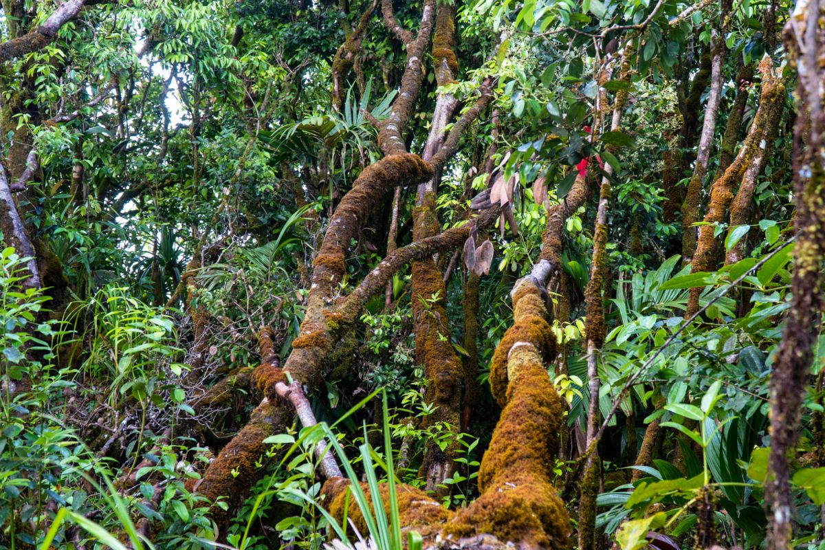 Национальный парк Морн Сейшелуа