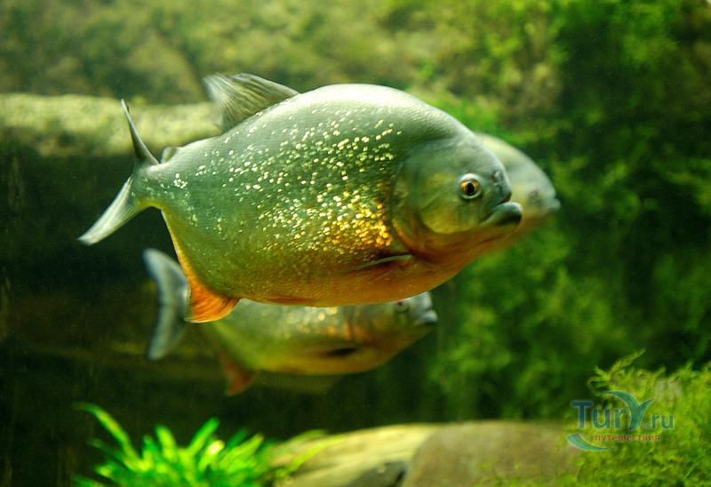 Батумский Аквариум