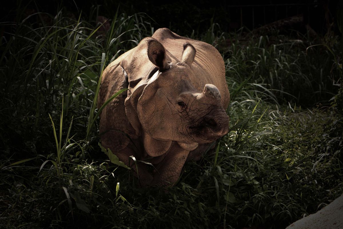 Ночное сафари