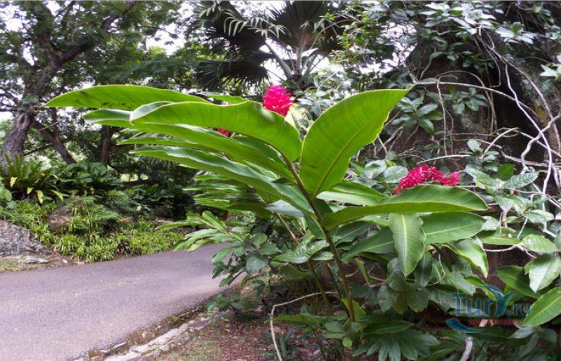 Национальный Ботанический Сад Сейшельских Островов