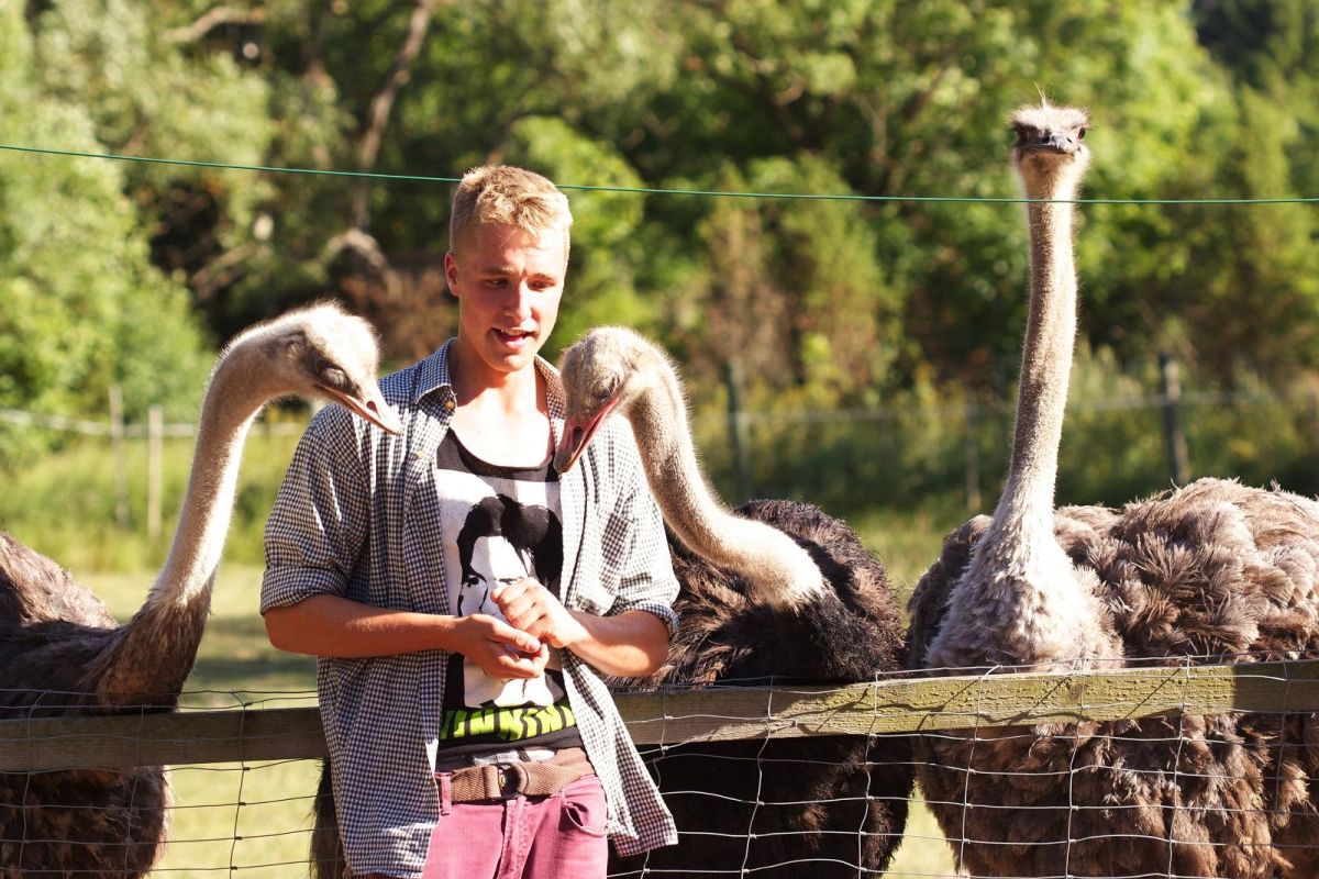 Страусиная ферма на острове Муху