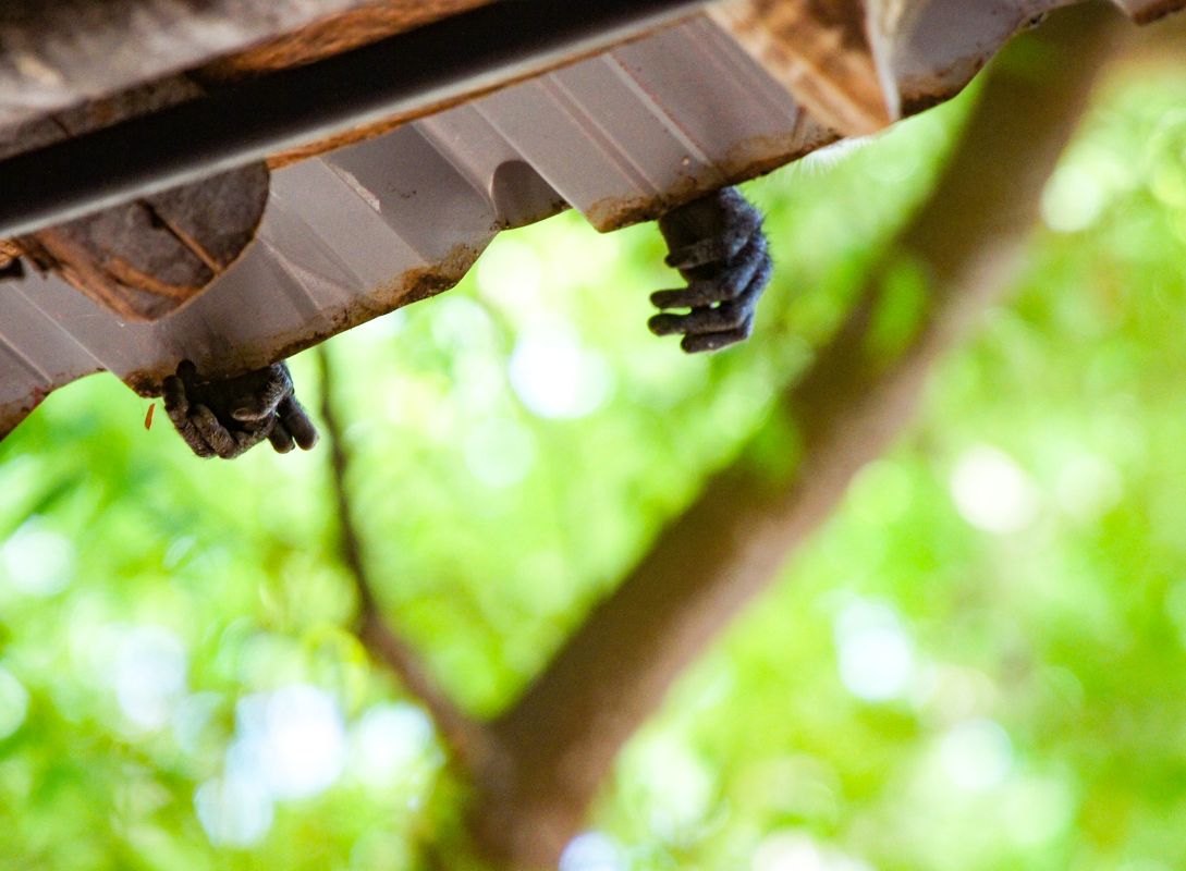 Bidi Badu Beach Resort