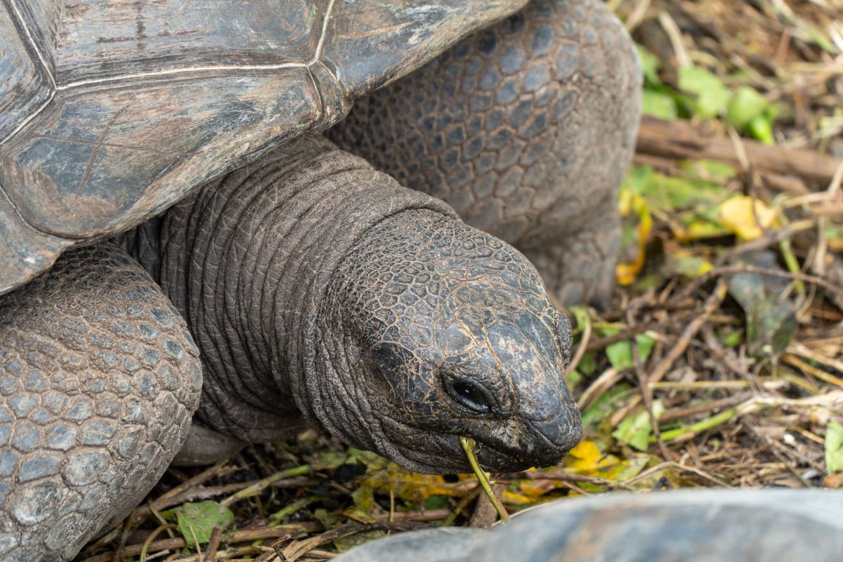 Пляж Анс Такамака