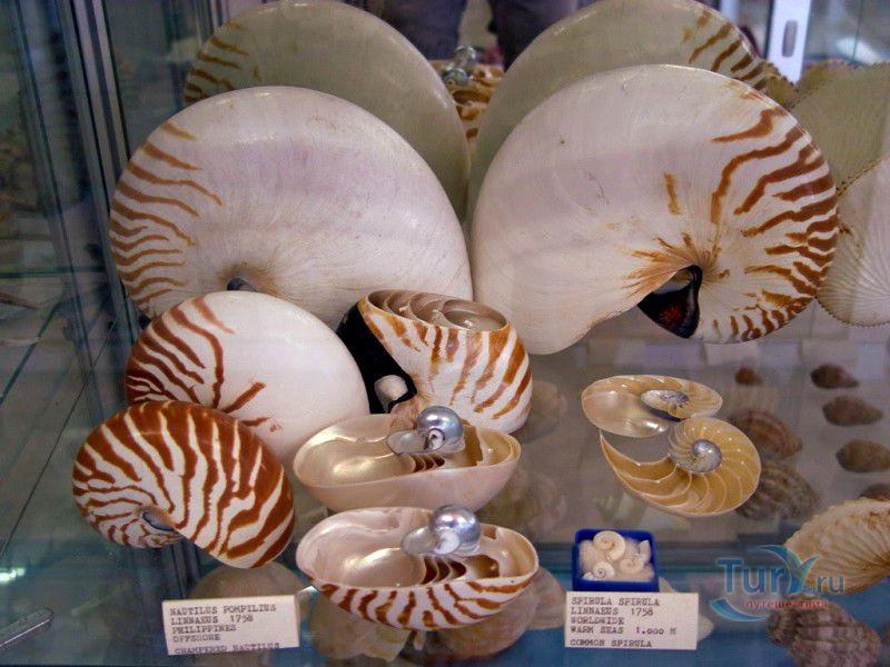 Музей Ракушек