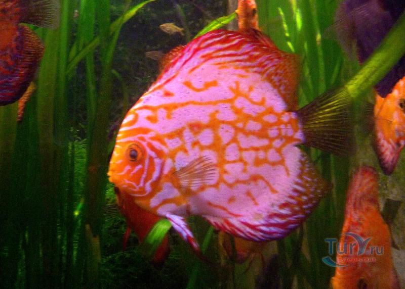 Аквариум Барселоны