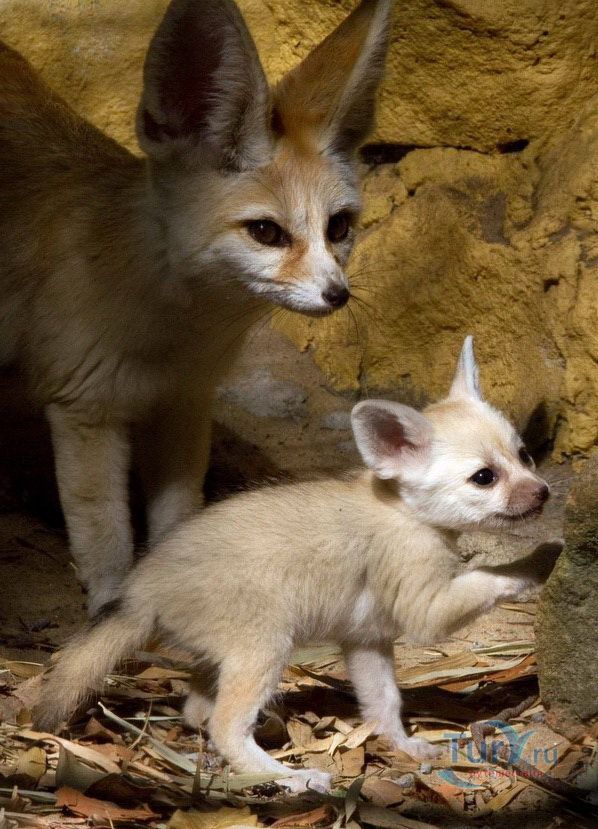 Зоопарк Таронга 