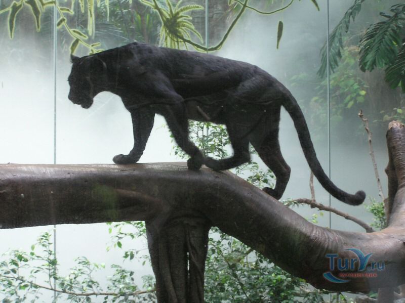 Бронкский зоопарк