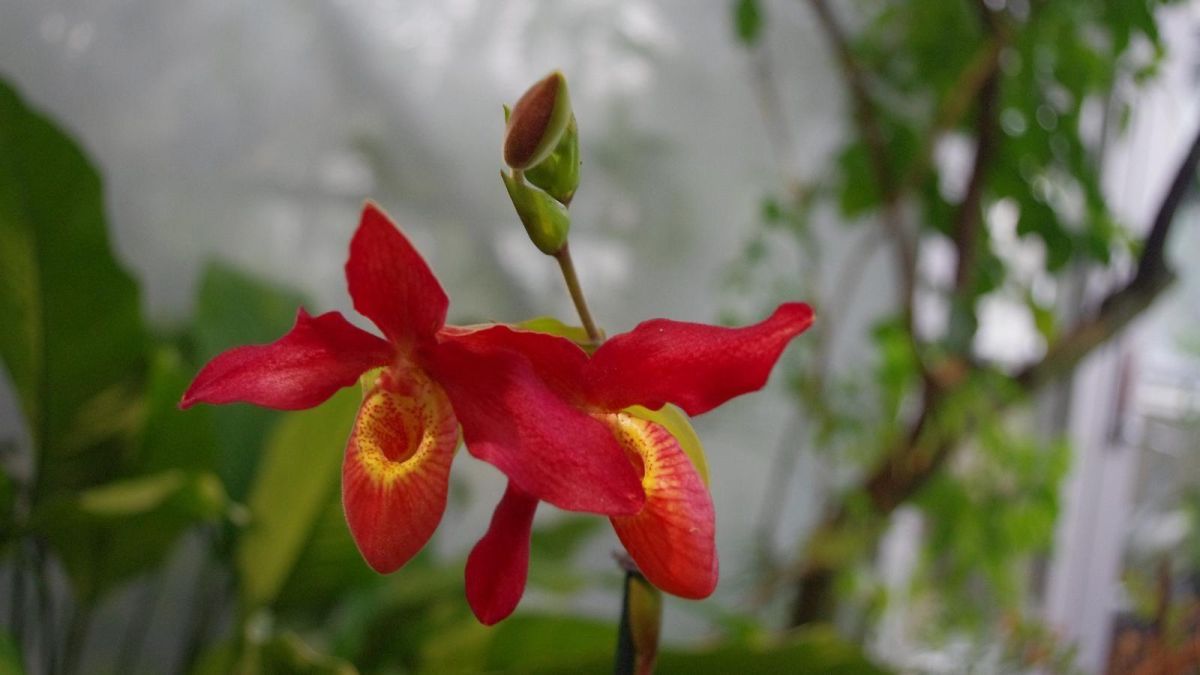 Ботанический сад Тартуского университета