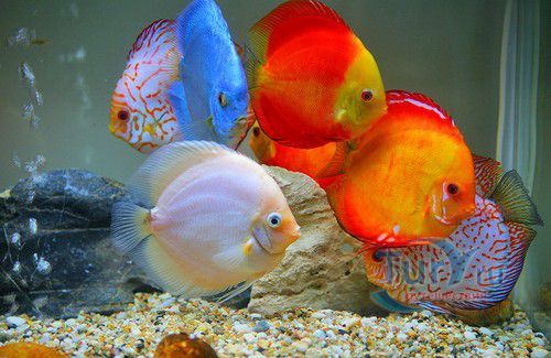 Батумский Аквариум