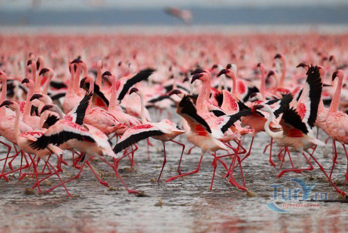 Озеро Накуру