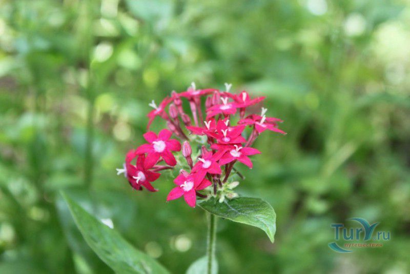 Сад Бабочек Мартиника