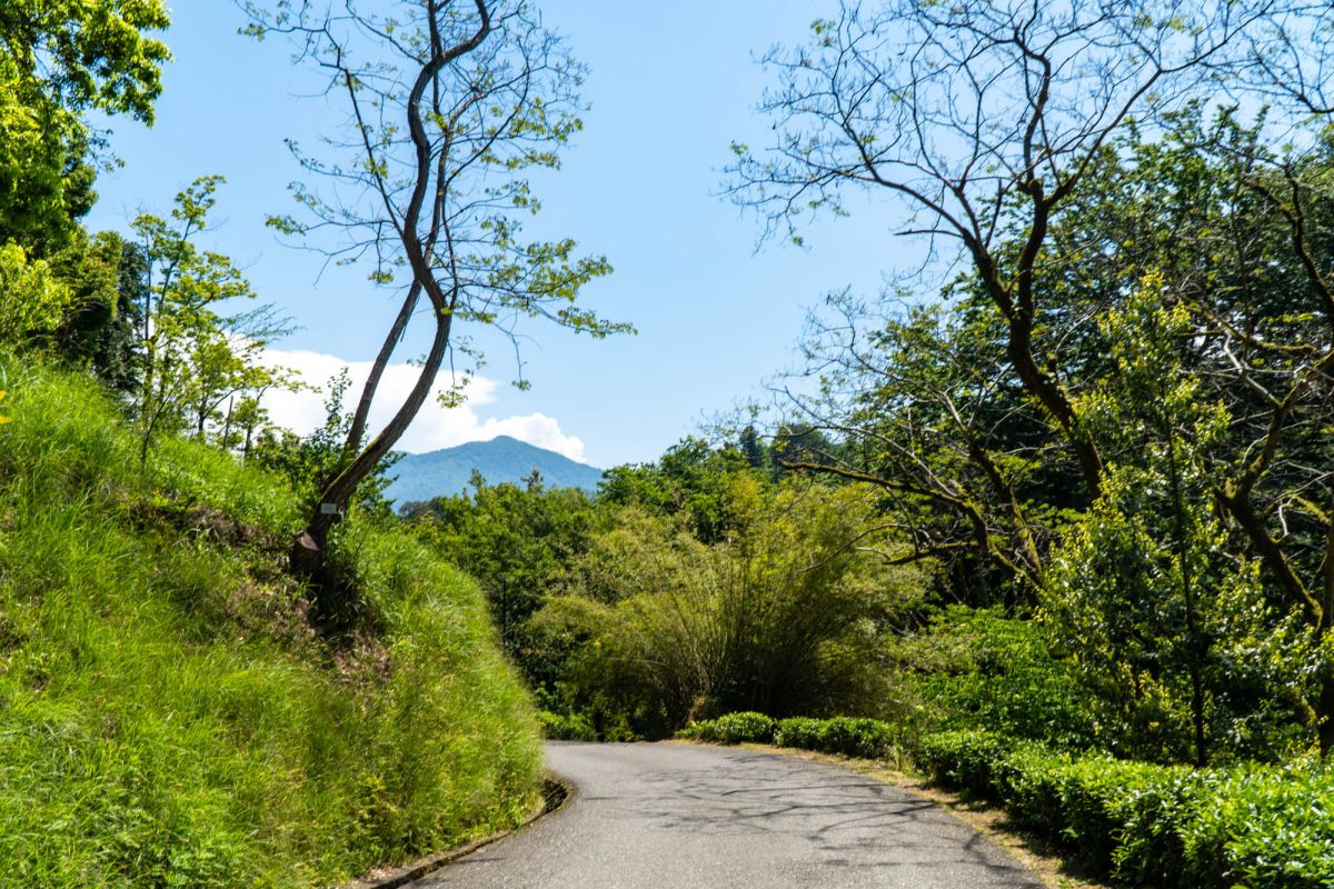 Батумский ботанический сад