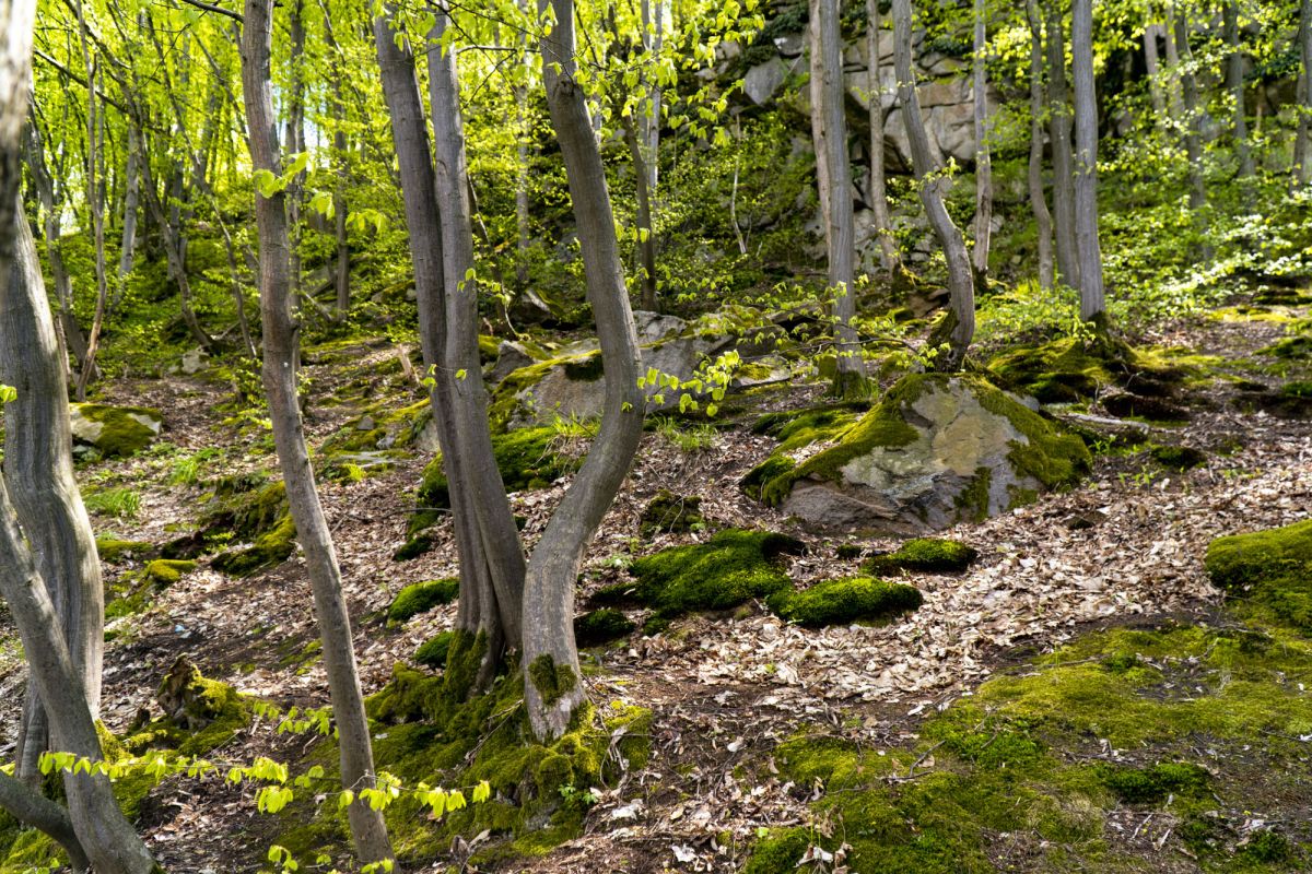Пешеходный маршрут по южной стороне Тетерева