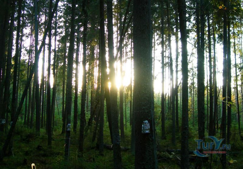 Центрально-Лесной Государственный Природный Заповедник