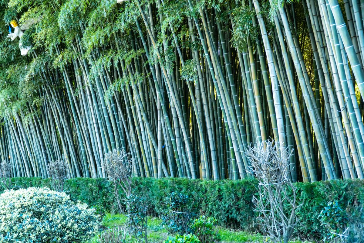 Бамбуковая Роща