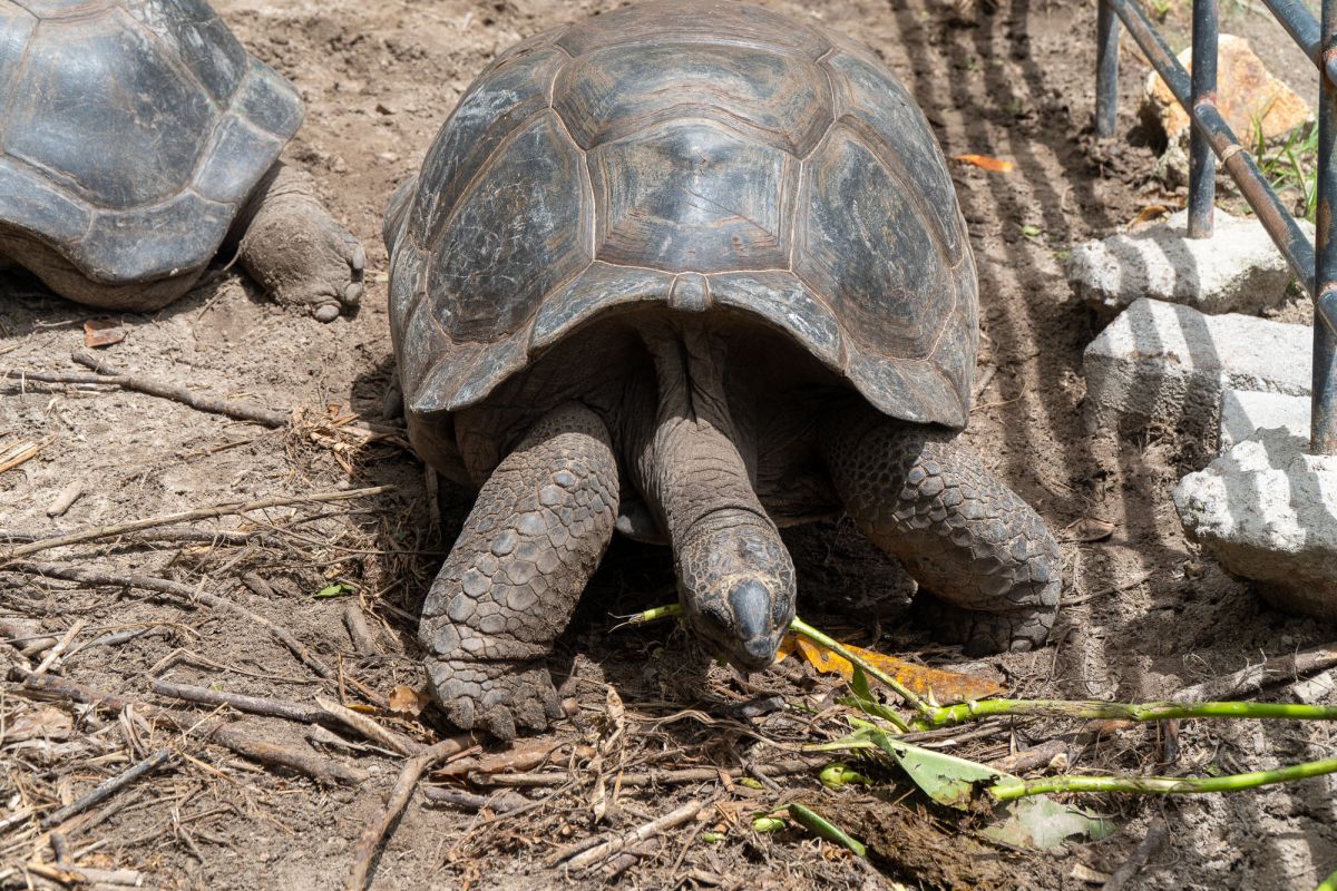 Пляж Анс Такамака