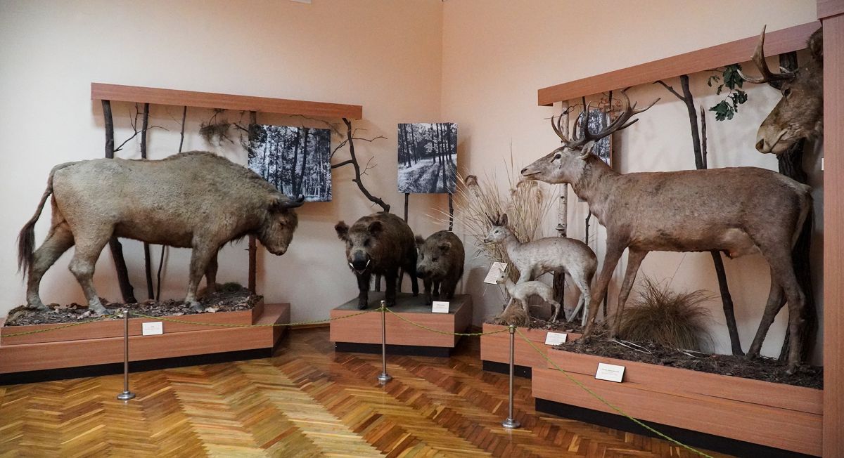 Житомирский музей природы