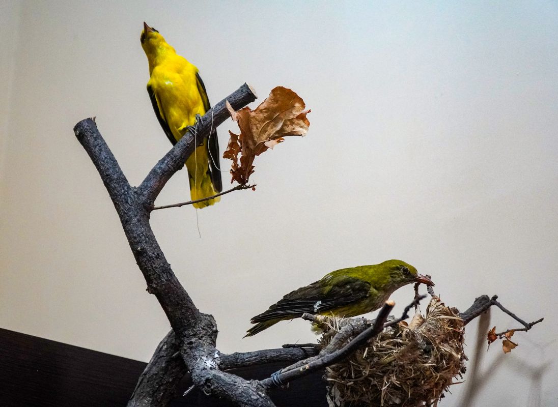 Житомирский музей природы