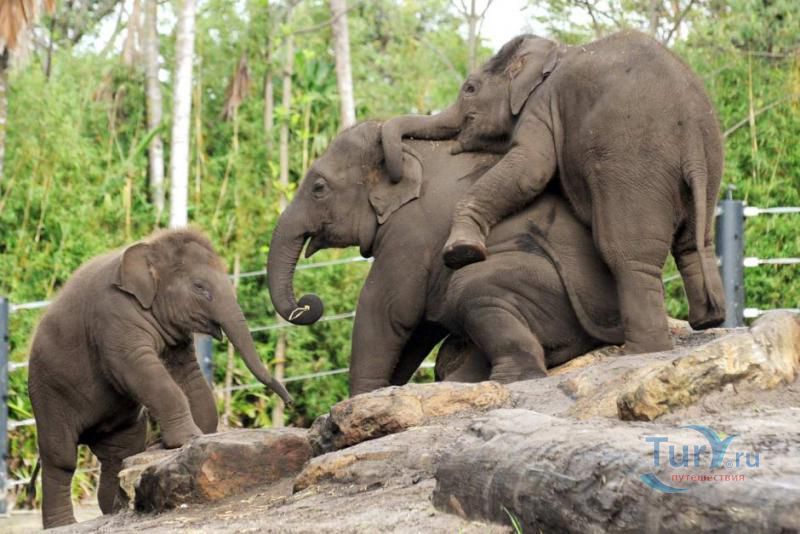 Зоопарк Таронга 