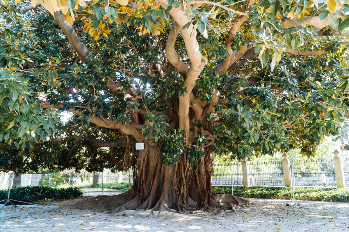 Фикус Абре Монументал