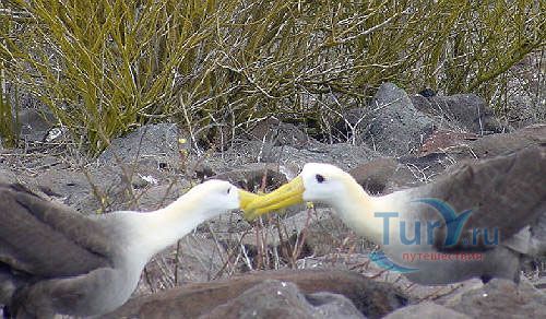 Мыс Пунта Шуарес