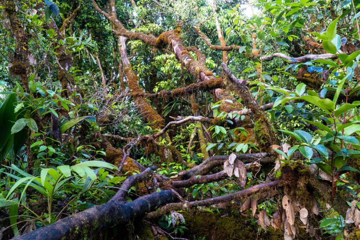 Морн Блан Трейл