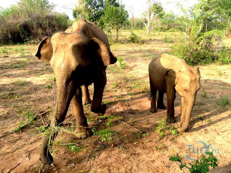 Национальный парк Удавалаве