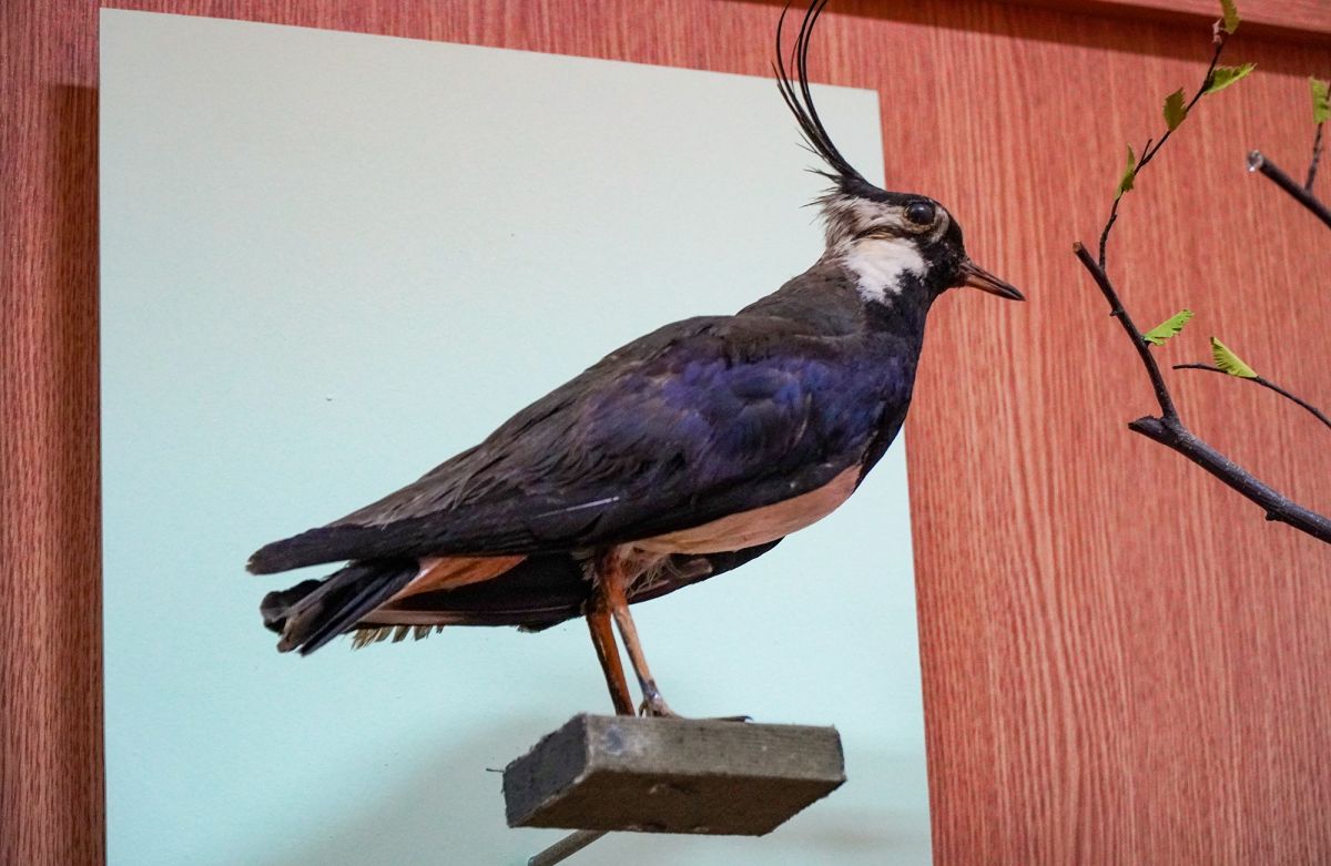 Житомирский музей природы