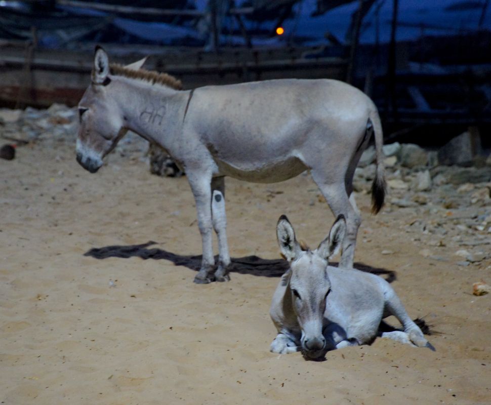 Остров Ламу