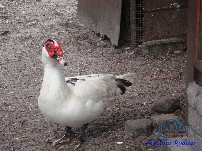 Ферма животных Кикис в Pelangi Beach Resort