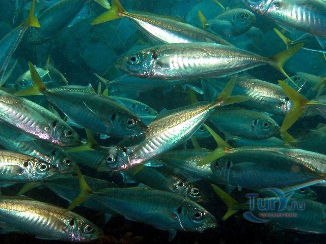 Батумский Аквариум