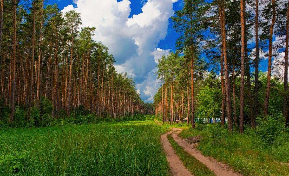 Чуварлейский бор