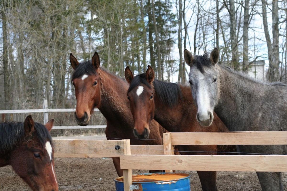 Конюшни Креглени