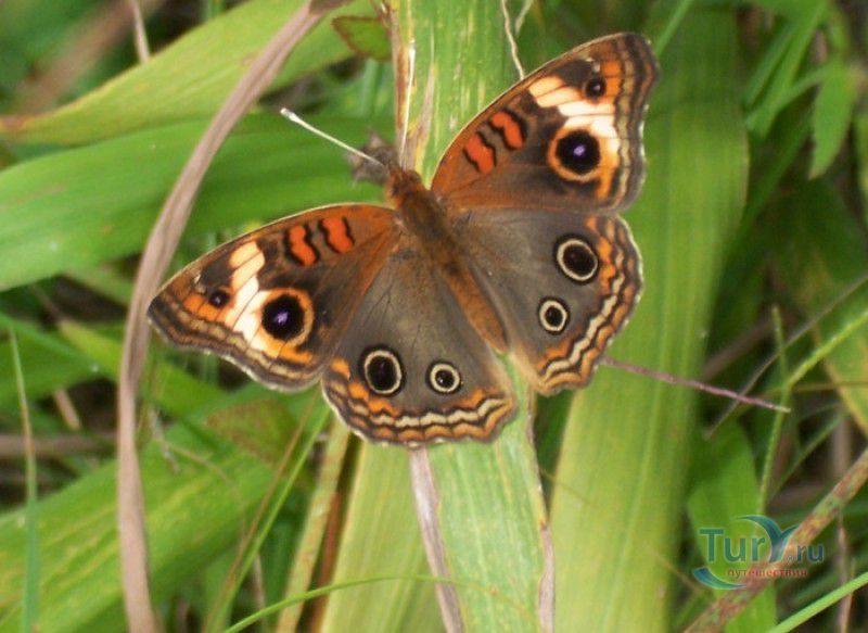 Сад Бабочек Мартиника