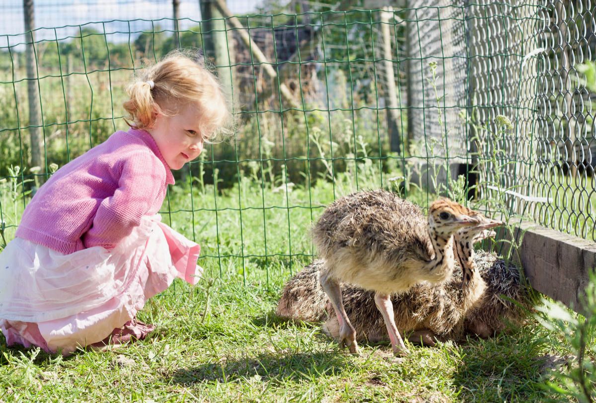 Страусиная ферма на острове Муху