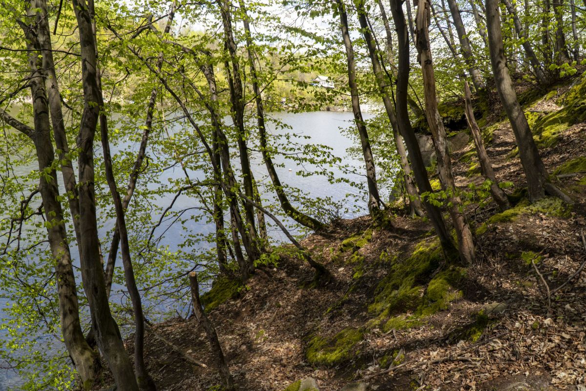 Пешеходный маршрут по южной стороне Тетерева
