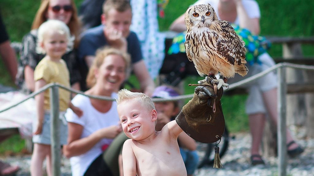 Орлиный заповедник Силькеборг, шоу хищников и ферма бизонов